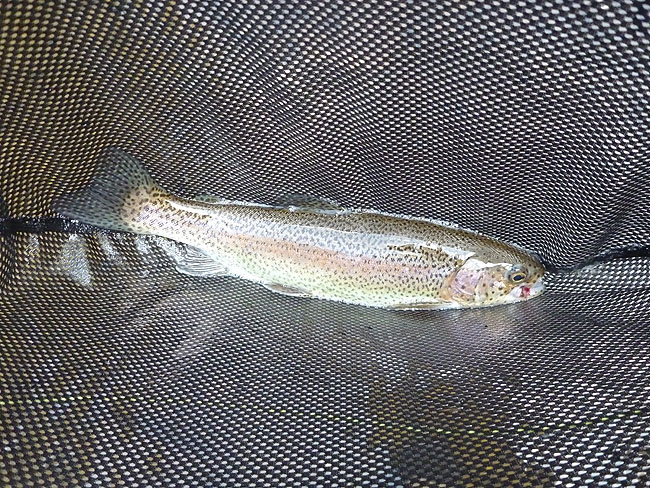 Cross Fork Trout3.JPG